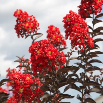 Lagerstroemia - indica - Flame - COV
